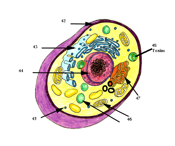 Basic Animal Cell Diagram Unlabeled The Best Animal W - vrogue.co